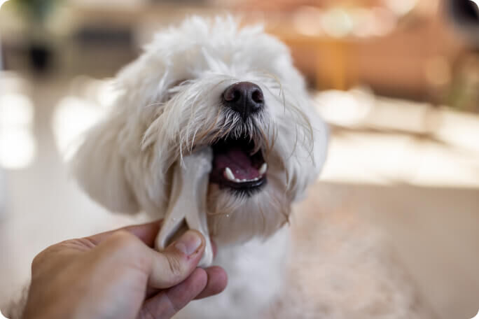 sant&eacute; dentaire chez le chien