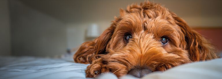chien impatient