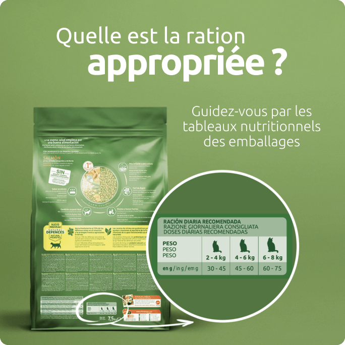 Ration ad&eacute;quate de nourriture pour chats