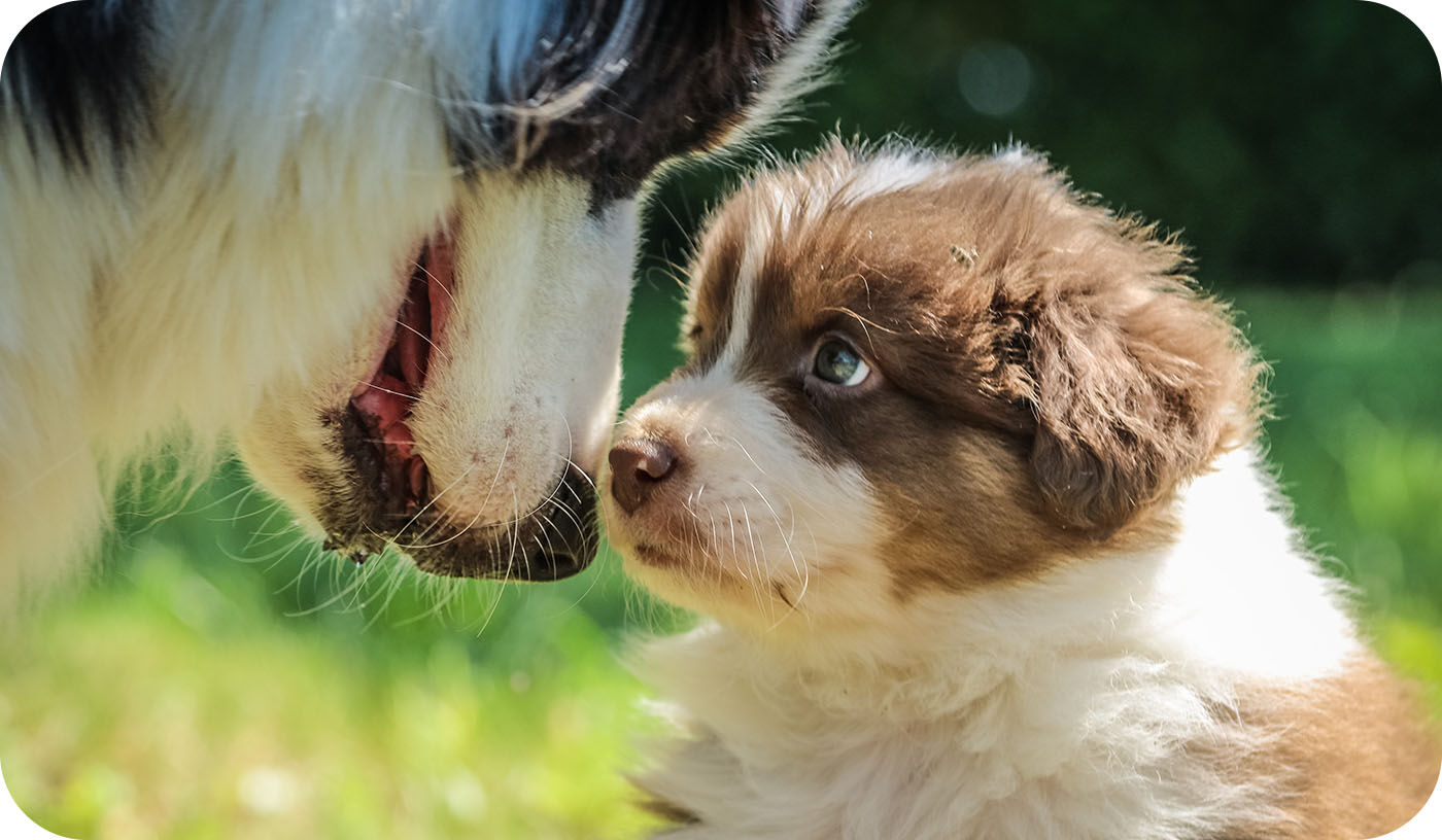 Un chiot et un chien adulte