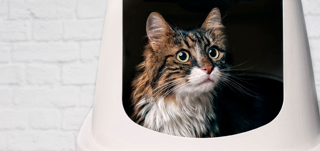 chat dans une bo&icirc;te