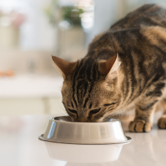 Image Link For Alimentation adapt&eacute;e au chat st&eacute;rilis&eacute;
