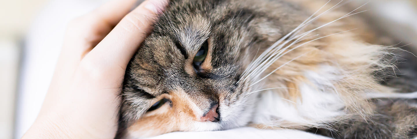 Image Link For Prendre soin d&rsquo;un chat &acirc;g&eacute;