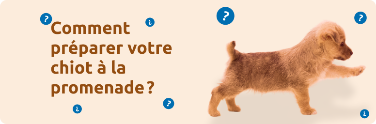 Comment pr&eacute;parer votre chiot &agrave; la promenade ?