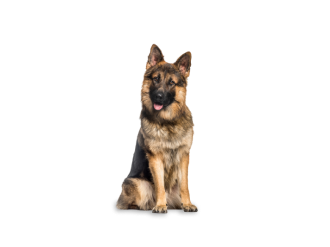 Berger allemand