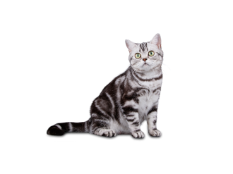American shorthair