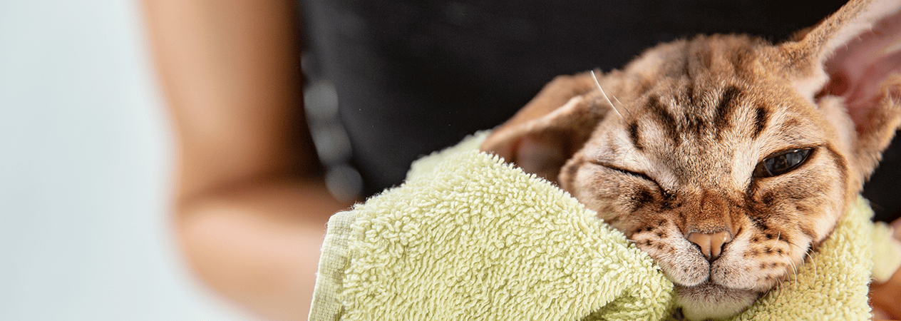 Comment laver un chat &agrave; la maison : conseils pour que l&rsquo;heure du bain soit une bonne exp&eacute;rience 