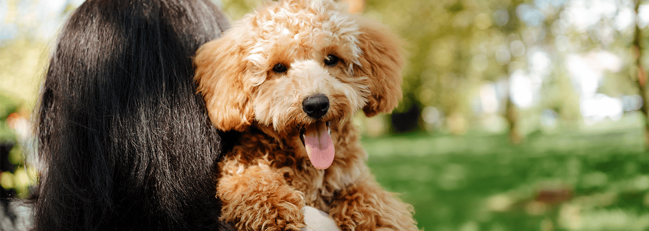 Chiens et des chats hypoallerg&eacute;niques : ces races existent-elles vraiment ?