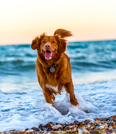 Image Link For Profiter de la plage avec votre chien