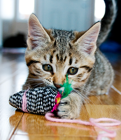 Image Link For &Agrave; quels jeux jouer avec son chat ?