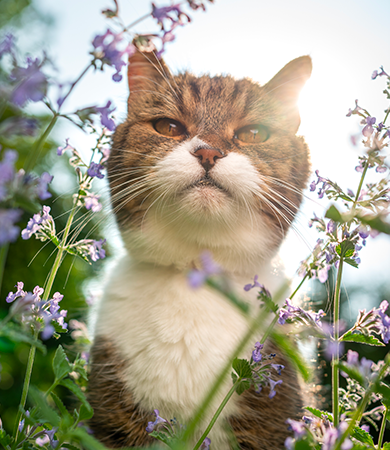 Image Link For Cataire : bonne ou mauvaise id&eacute;e ?
