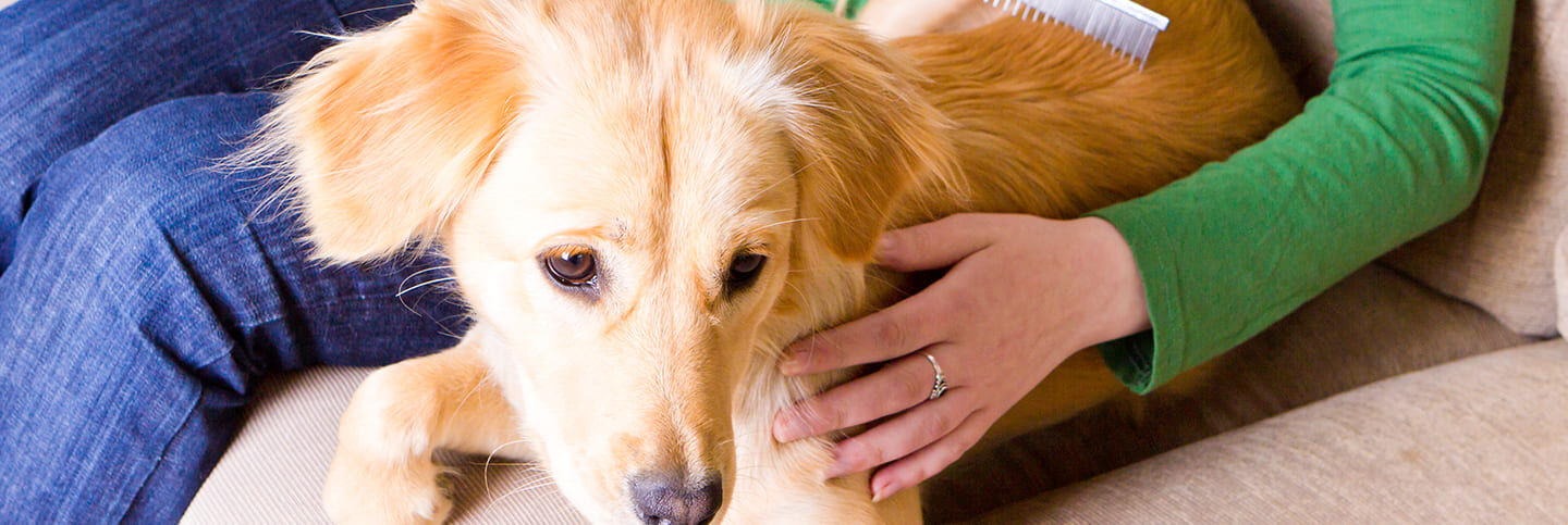 Perte de poils chez les chiens