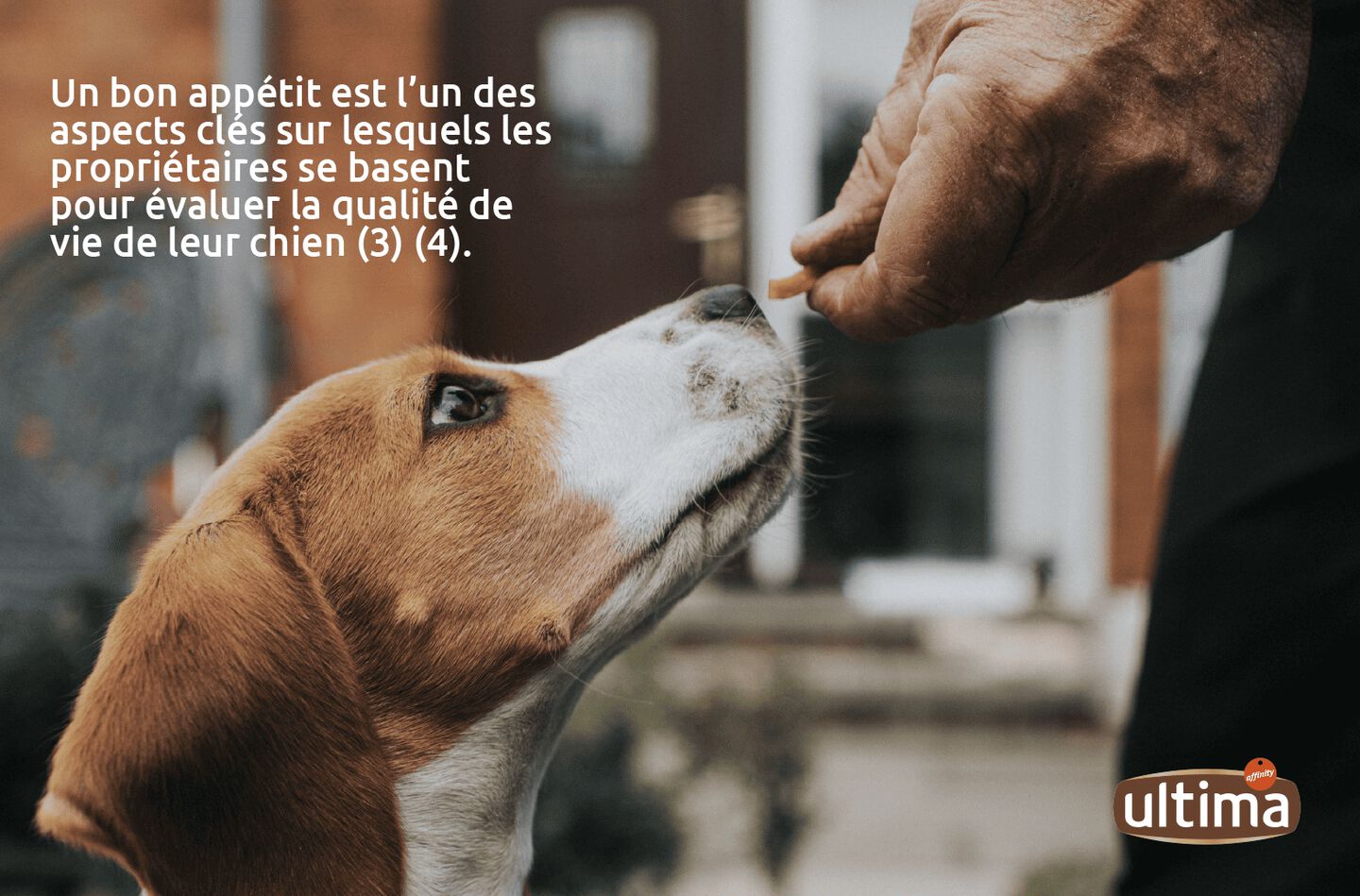 Chien adulte reniflant de la nourriture pour chien que son propri&eacute;taire lui tend &agrave; la main.