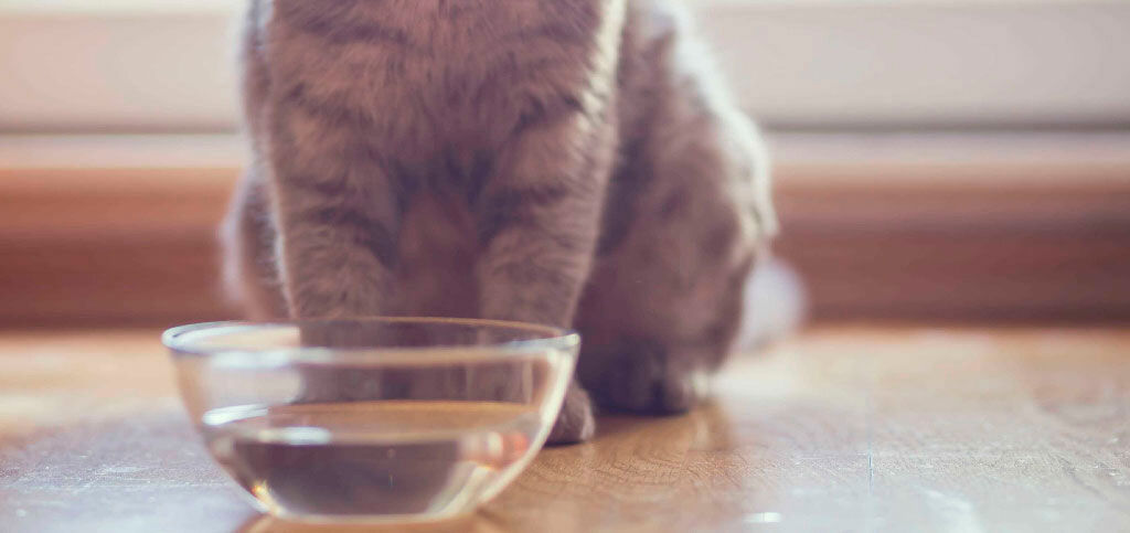 chat devant un bol d'eau