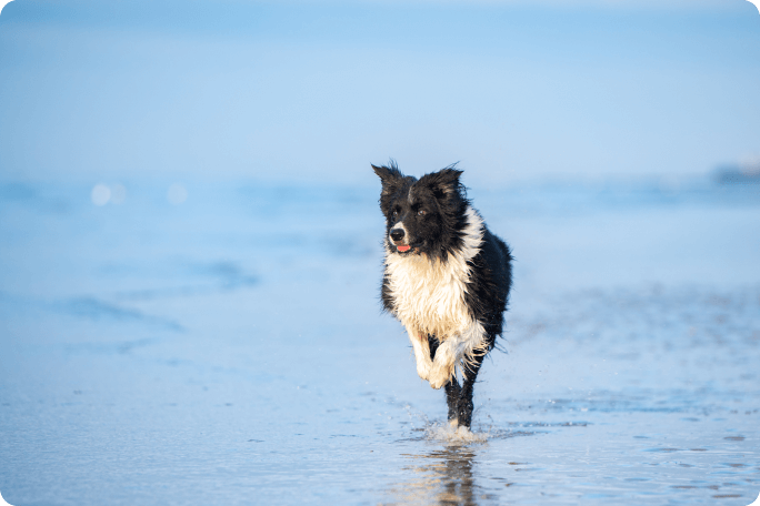 Chien qui court sur la plage