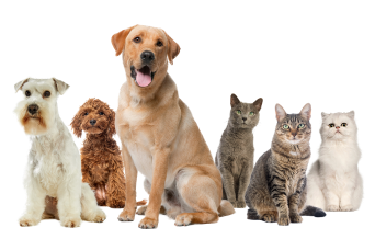 Home Ultima perros y gatos desktop home FR.png