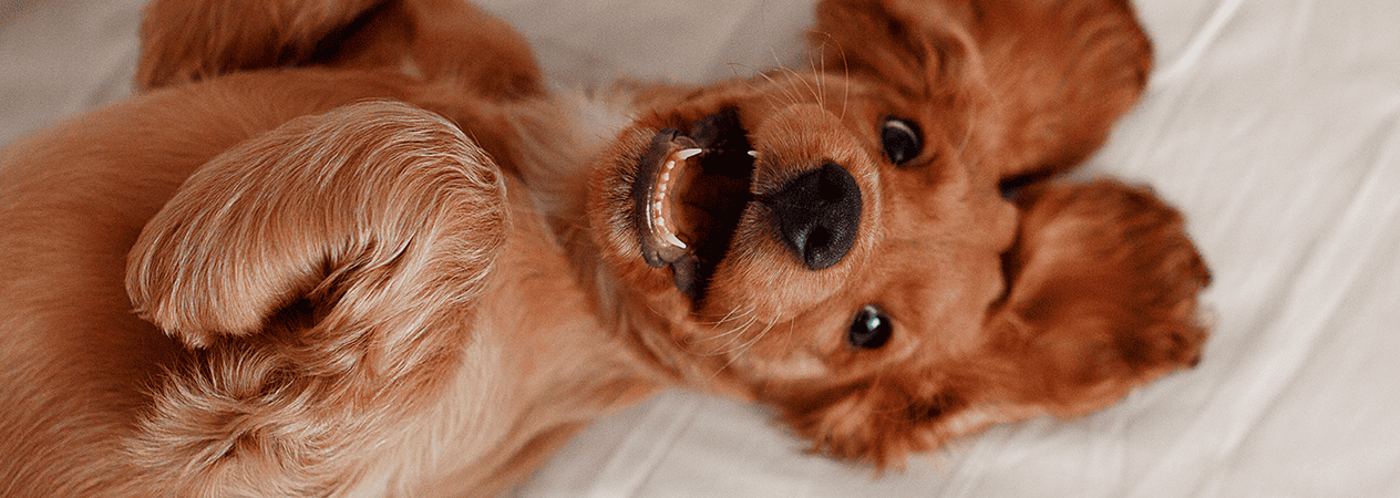 Quel &acirc;ge maximum pour st&eacute;riliser un chien?
