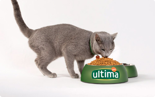 Chat st&eacute;rilis&eacute; : nutrition