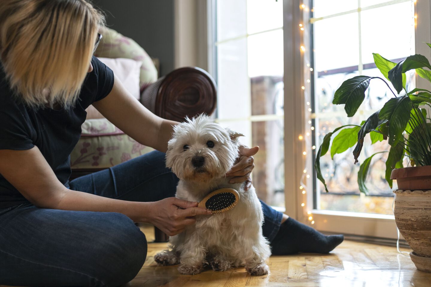 Un pet parent brosse les poils de son chien