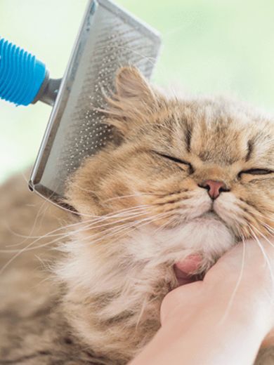 Image Link For Mon chat a des pellicules : causes