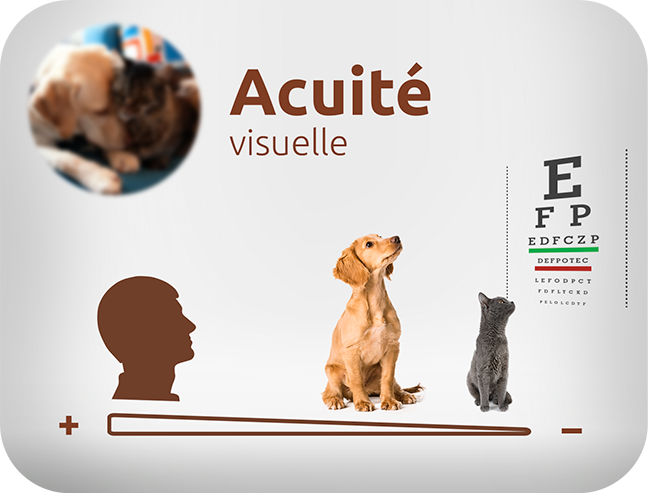 acuit&eacute; visuelle