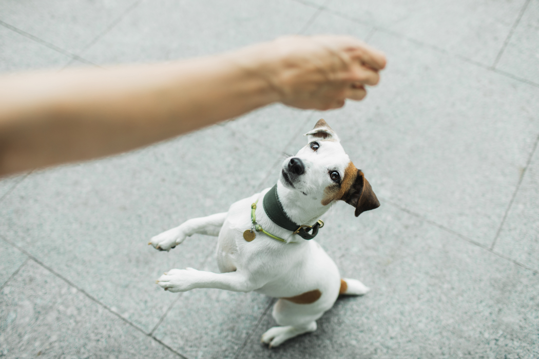Chien jouant avec son pet parent