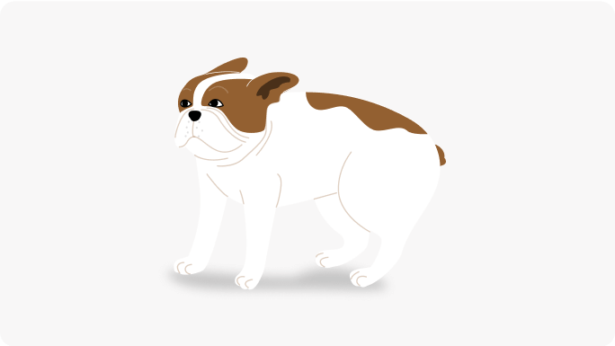 Posture d'agressivit&eacute; offensive du chien