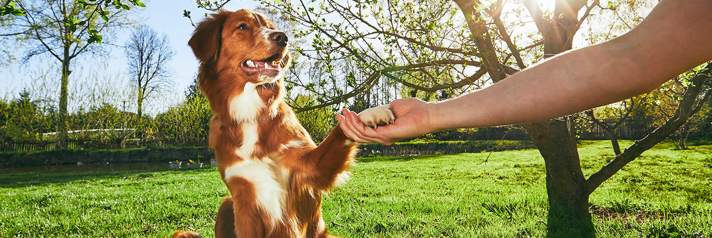 Dog Dancing sport canin