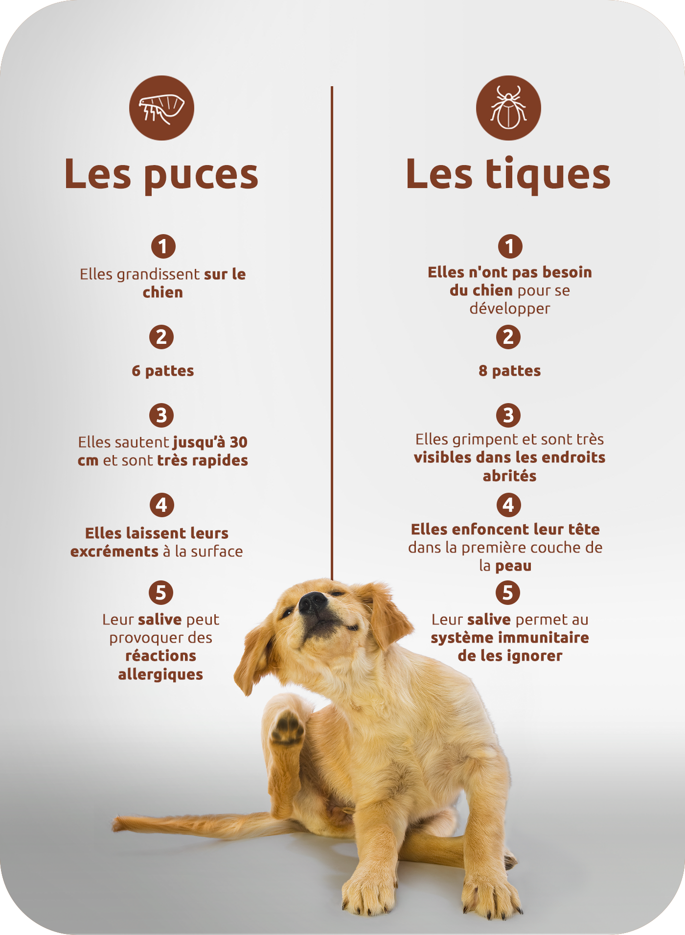 les puces, les tiques