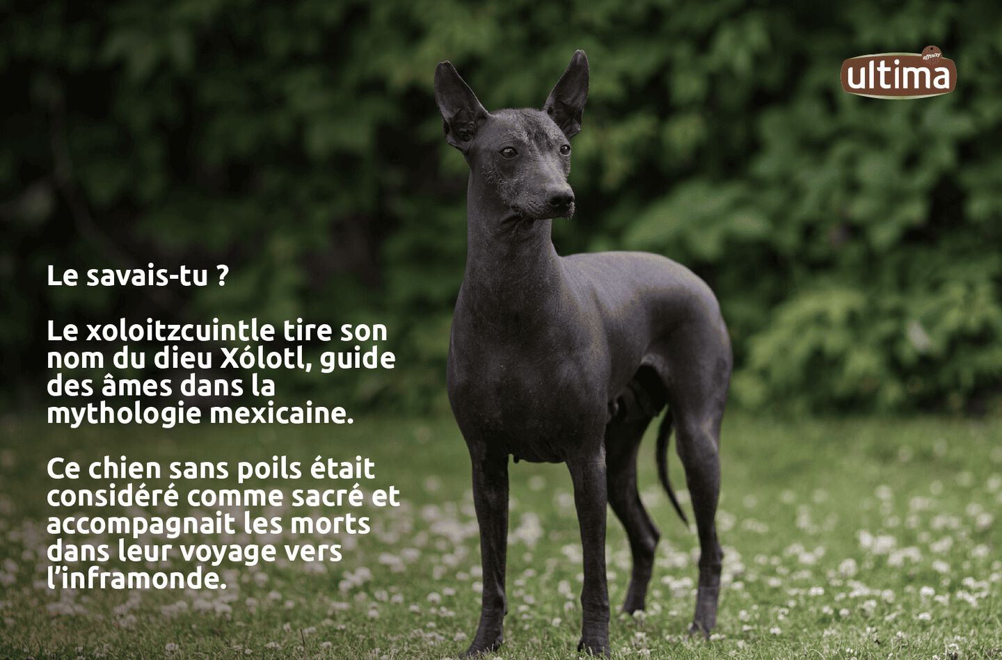 &ldquo;Photographie d&rsquo;un chien xoloitzcuintle gris au milieu d&rsquo;un champ. Texte : &laquo; Le savais-tu ? Le xoloitzcuintle tire son nom du dieu X&oacute;lotl, guide des &acirc;mes dans la mythologie mexicaine. Ce chien sans poils &eacute;tait consid&eacute;r&eacute; comme sacr&eacute; et accompagnait les morts dans leur voyage vers l&rsquo;inframonde.&rdquo;