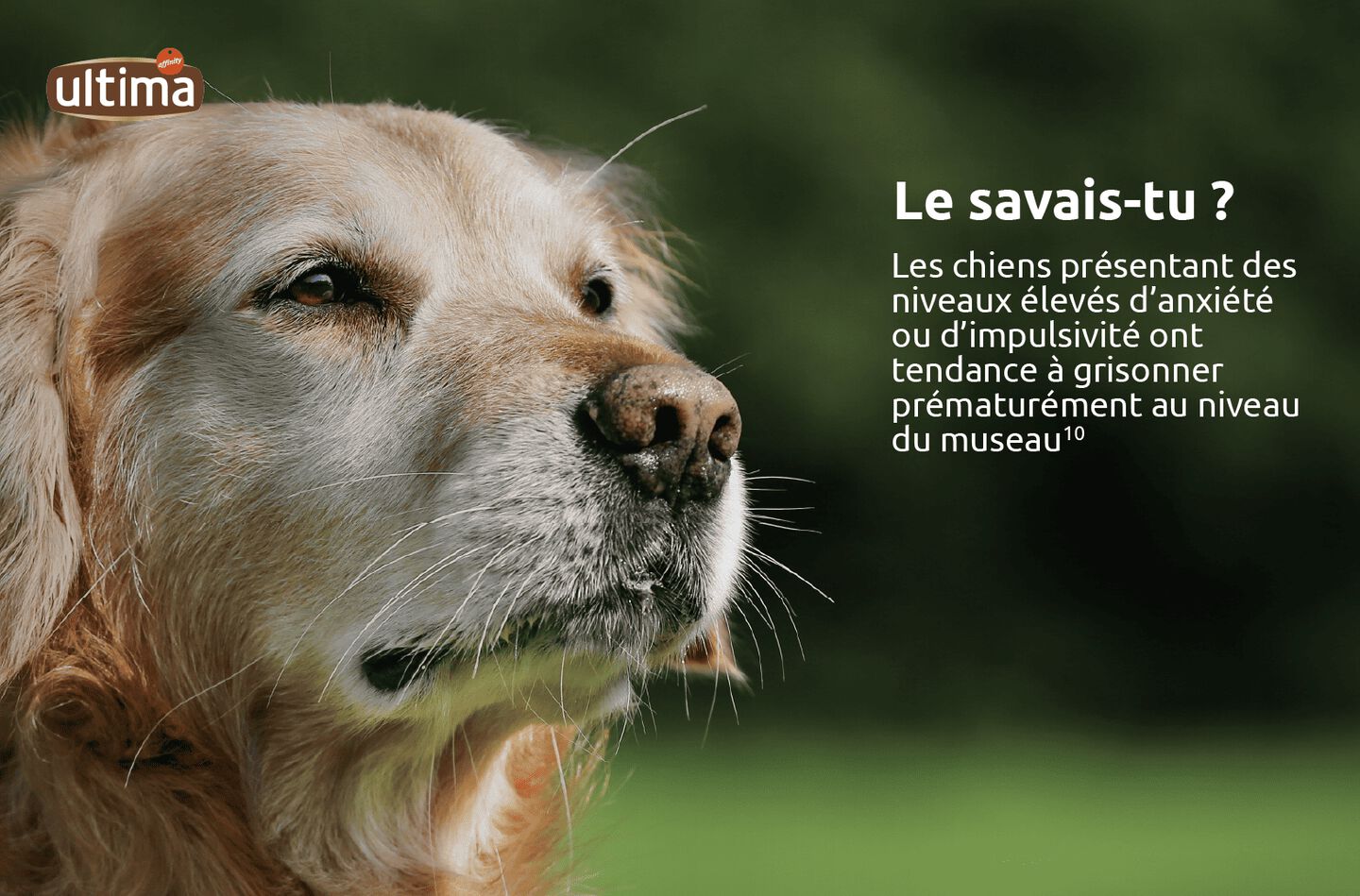 Image d&rsquo;un chien au museau grisonnant. Texte : &laquo; Le savais-tu ? Les chiens pr&eacute;sentant des niveaux &eacute;lev&eacute;s d&rsquo;anxi&eacute;t&eacute; ou d&rsquo;impulsivit&eacute; ont tendance &agrave; grisonner pr&eacute;matur&eacute;ment au niveau du museau (10). 