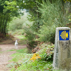 Image Link For Faire le Chemin de Saint-Jacques avec votre chien
