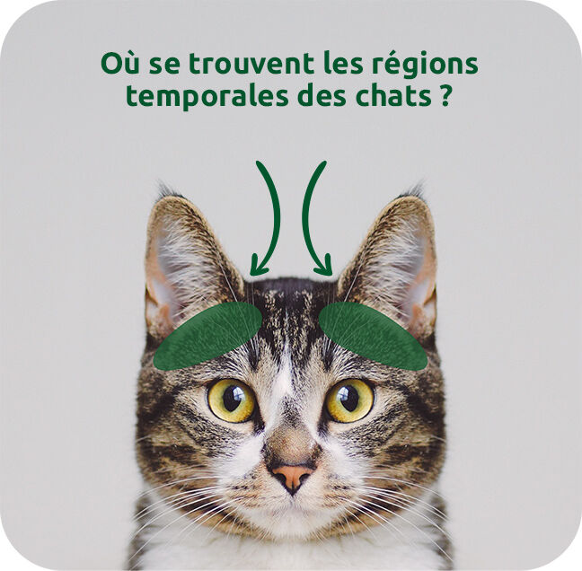 O&ugrave; se trouvent les r&eacute;gions temporales des chats ?