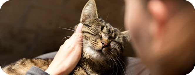 chat se faisant caresser