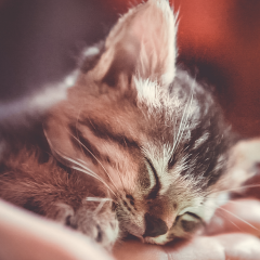 Image Link For Soins pour un chaton nouveau-n&eacute;