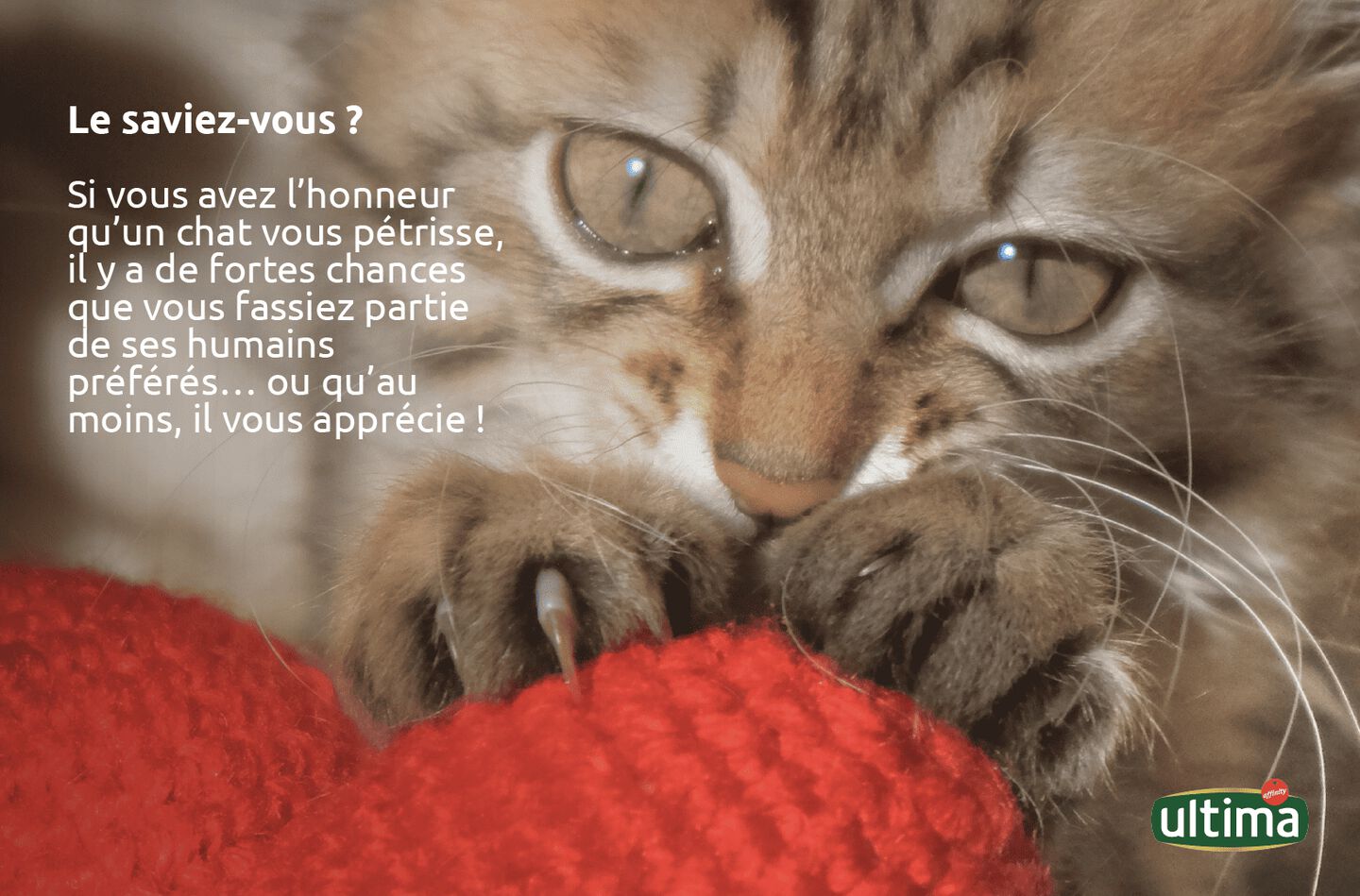 Chat posant ses pattes sur une couverture rouge. Texte&nbsp;: Dans les pays anglophones, on dit souvent que lorsqu'un chat p&eacute;trit, il &laquo;&nbsp;fait des biscuits&nbsp;&raquo;.