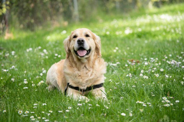 Chien couch&eacute; sur l'herbe