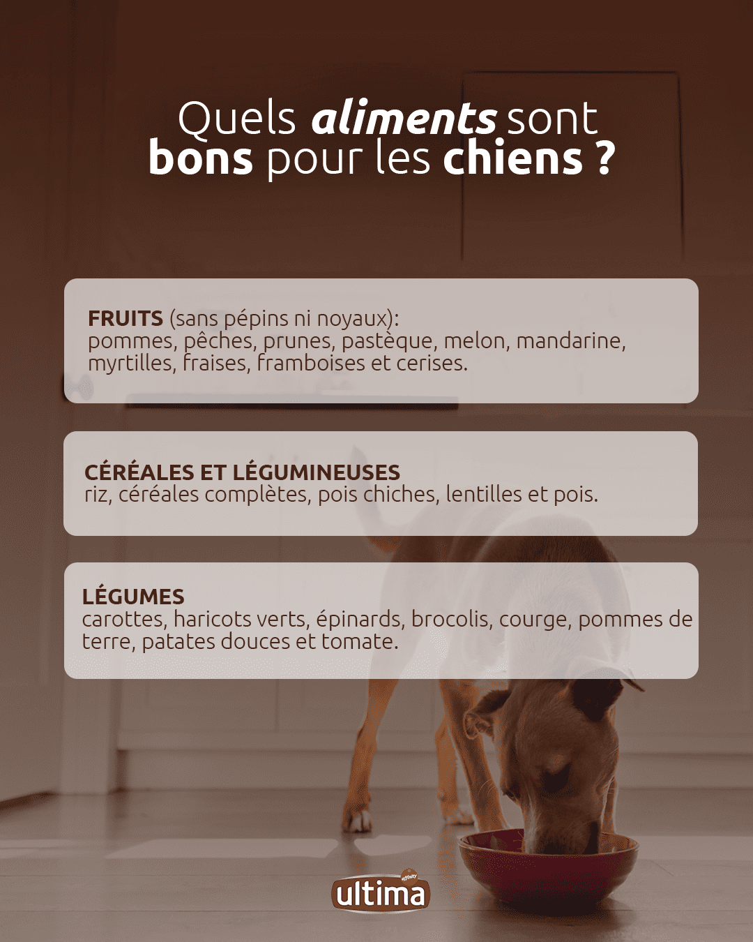 Quels aliments sont bons pour les chiens ? Fruits (sans p&eacute;pins ni noyau) : pommes, p&ecirc;ches, prunes, past&egrave;que, melon, mandarines, myrtilles, fraises, framboises et cerises. C&eacute;r&eacute;ales et l&eacute;gumineuses : riz et c&eacute;r&eacute;ales compl&egrave;tes, pois chiches, lentilles et pois. L&eacute;gumes pour chiens : carottes, haricots verts, &eacute;pinards, brocoli, potiron, pommes de terre et patates douces et tomates