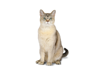 Burmilla