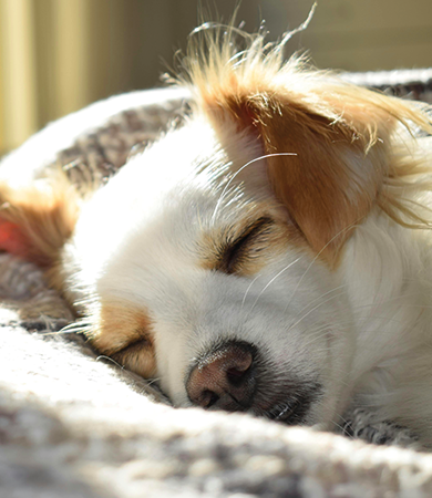Image Link For Le sommeil du chien : ce qu&rsquo;il faut savoir