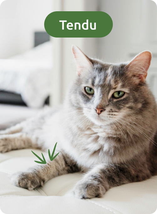langage corporel du chat