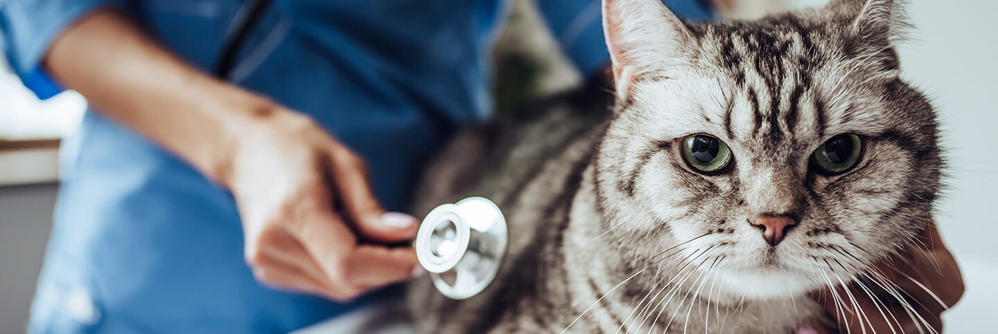L&rsquo;importance de la visite chez le v&eacute;t&eacute;rinaire pour votre chat