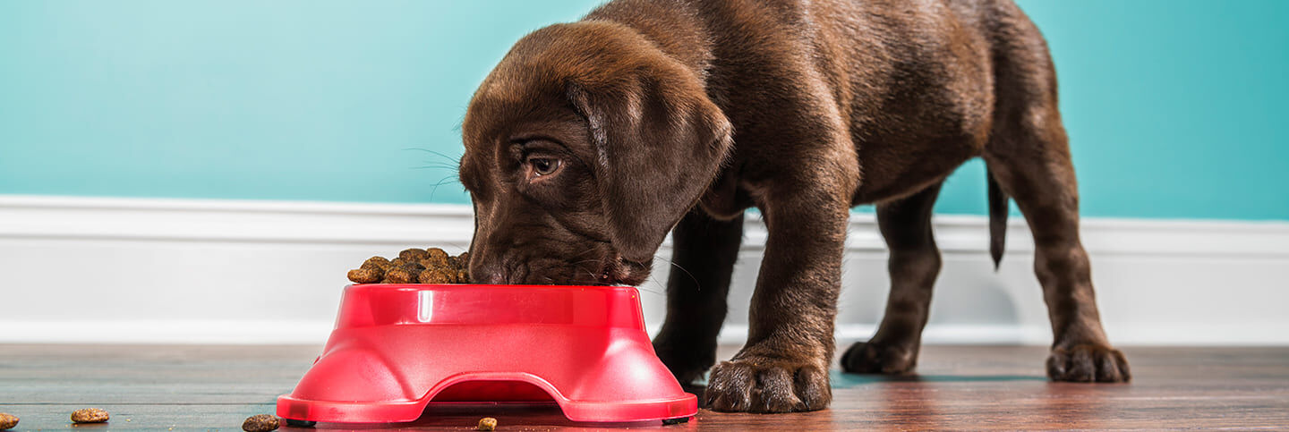 Choisir la meilleure nourriture pour mon chien