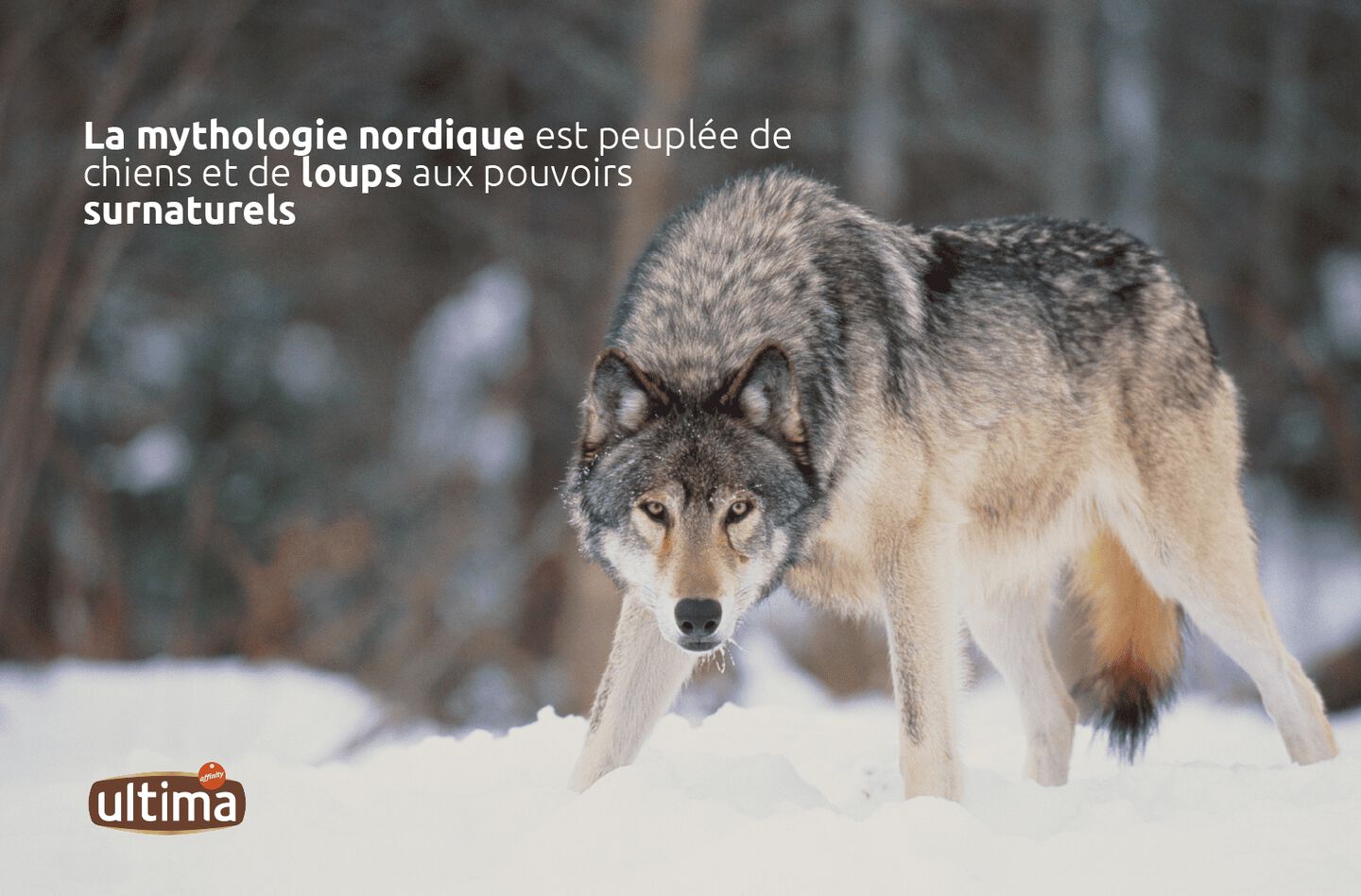 &ldquo;Image d&rsquo;un loup dans la neige, fixant le spectateur. Texte : &laquo; La mythologie nordique est peupl&eacute;e de chiens et de loups aux pouvoirs surnaturels.&rdquo;