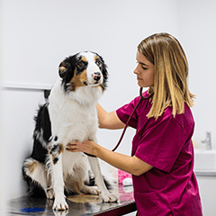 Image Link For Comment savoir si mon chien a de la fi&egrave;vre : causes, sympt&ocirc;mes et solutions