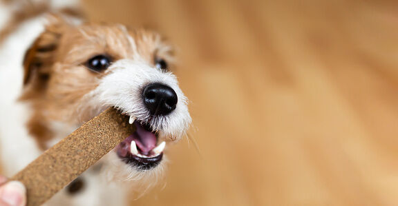 Chien mordant un snack