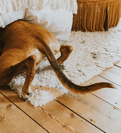 Image Link For Mon chien tremble : D&eacute;couvrez les causes et comment l'aider
