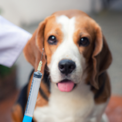 Image Link For Vaccins du chien : le bon calendrier