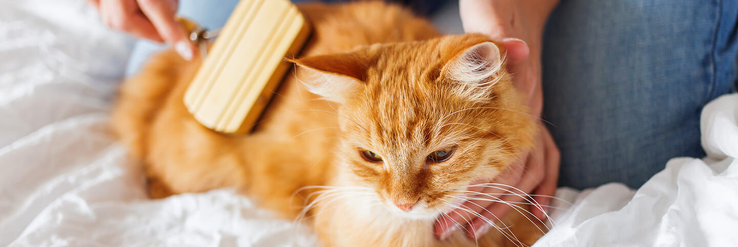 Image Link For Soins pour un poil de chat brillant