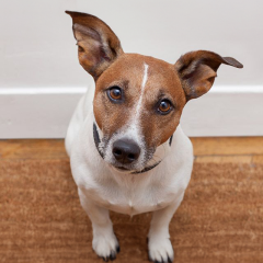 Image Link For Adopter un chien : guide complet